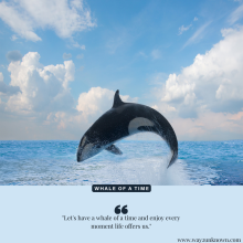 Have a whale of a time 